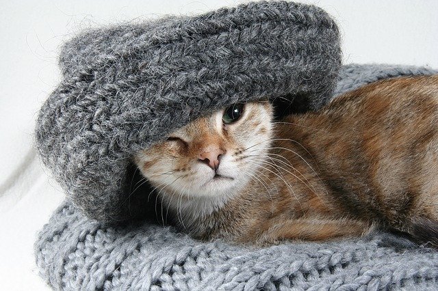 Kot leżący, na swetrze, częściowo nim zakryty, grzejący się ciepłem wełny